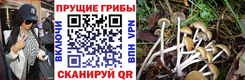 Псилоцибиновые грибы Psilocybine cubensis  гидра   Пугачёв  купить наркоту 